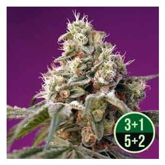 Bruce Banner Auto
