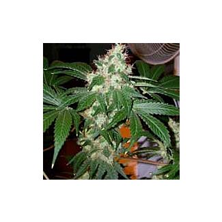 Kush Chem Valley