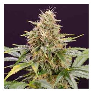 chocolate mint og auto