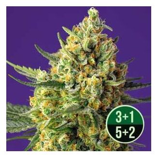 Crystal Candy XL