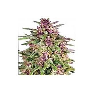 Frisian Dew feminized