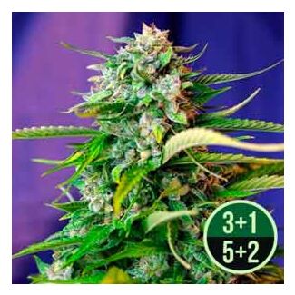 Jack 47 Auto