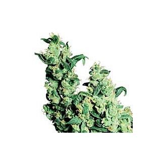 Jack Herer Regular