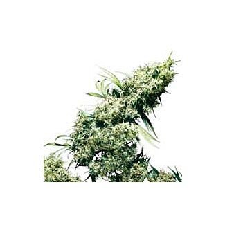  Jamaican Pearl Regular