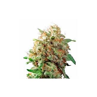Dutch passion Mazar