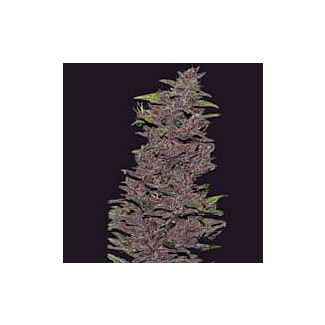 Graines Pakistan Chitral Kush CannaBioGen régulières
