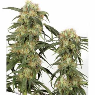 Pamir Gold dutch passion