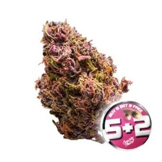 red jack auto