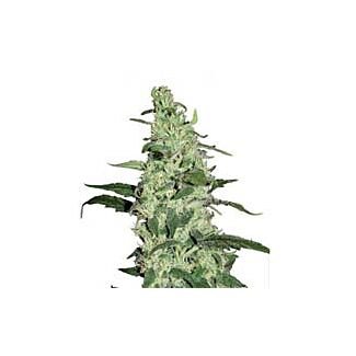 Skywalker Dutch