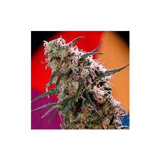 Super Haze