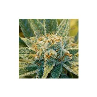 Super Silver Haze seeds Mr.Nice