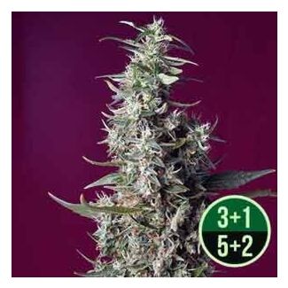 Cherry Pie seeds