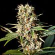 Missing Eva Seeds