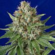 Og Kush