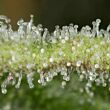 White Widow dinafem auto
