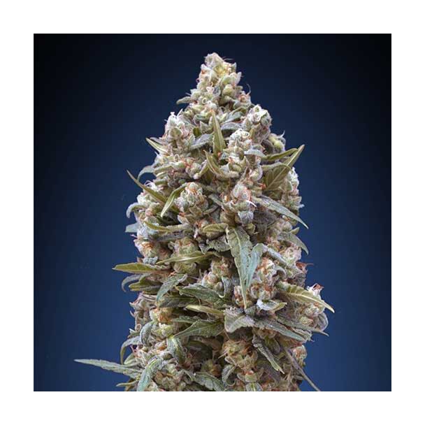 00 Kush 00