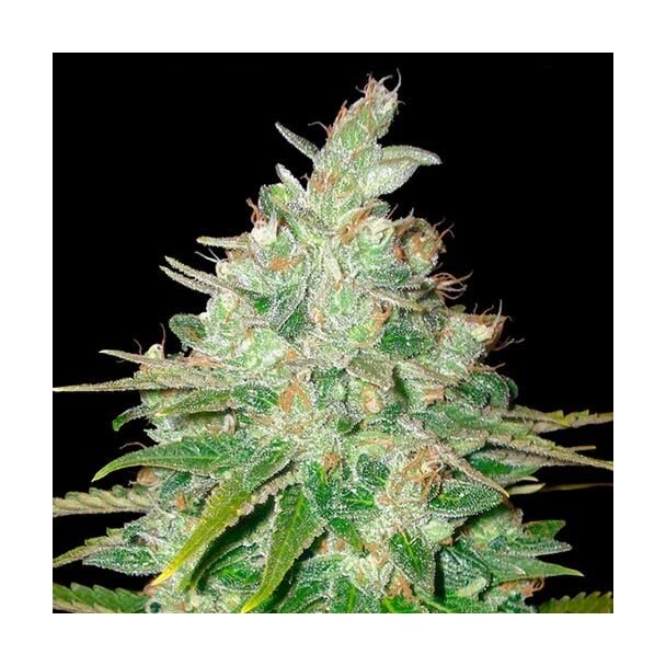  Afghan Kush x Black Domina