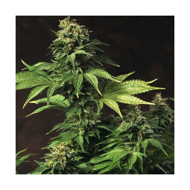 Akorn TH Seeds