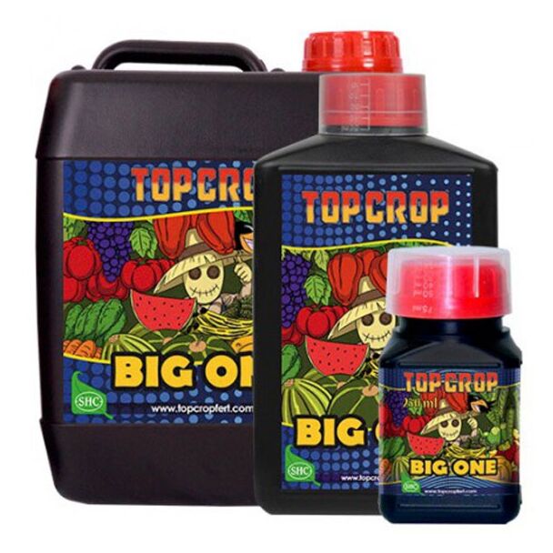 Big One Top Crop