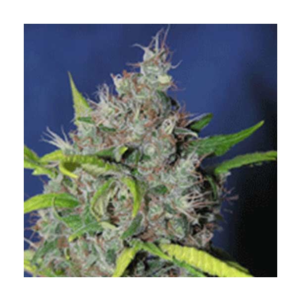 Blueberry Bud