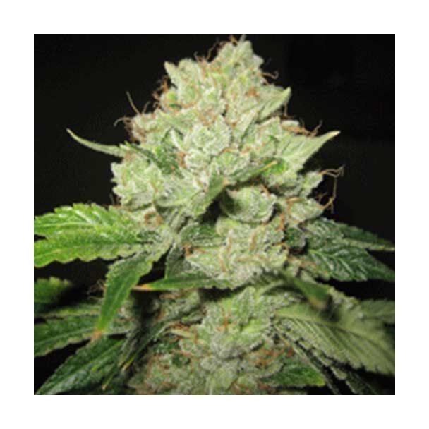 Cal-train Wreck