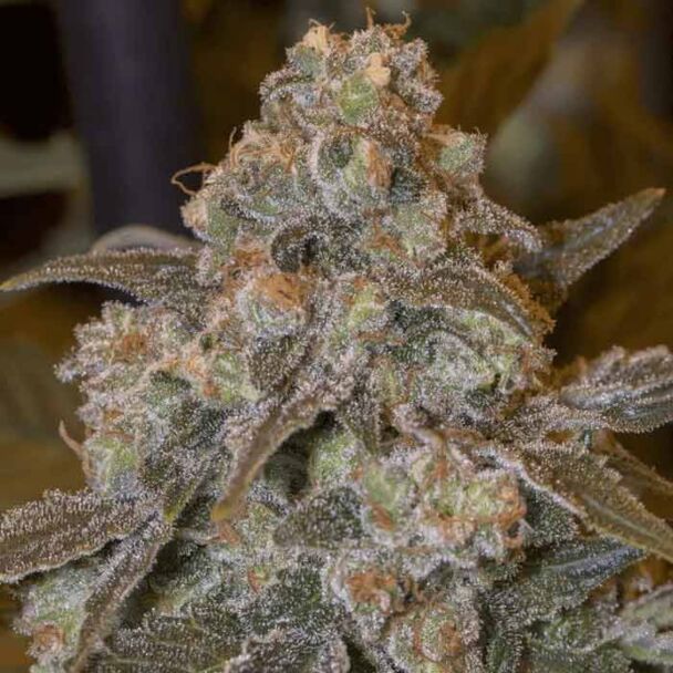 Gorilla Frost 
