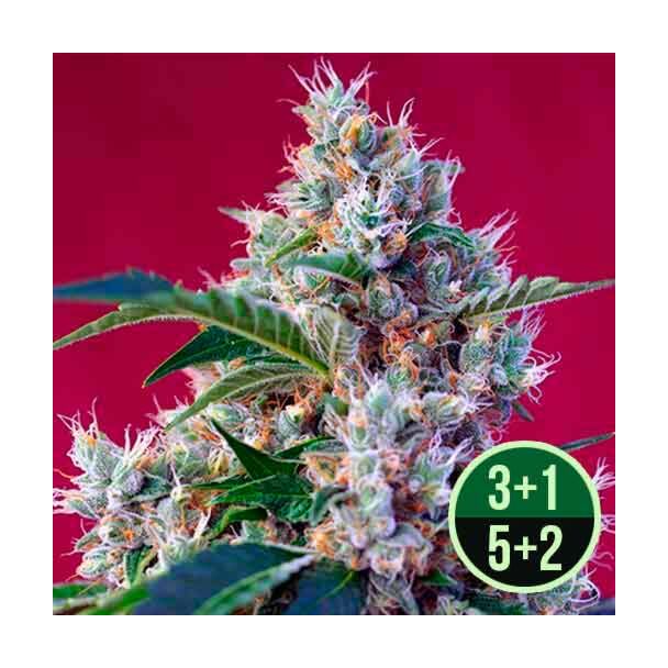 Indigo Berry Kush
