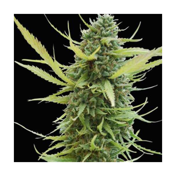 Kilimanjaro cannabis
