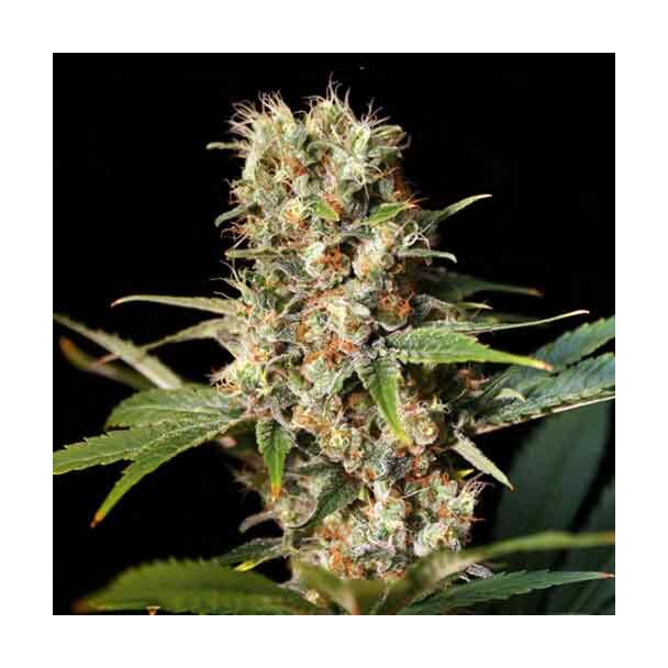 Missing Eva Seeds