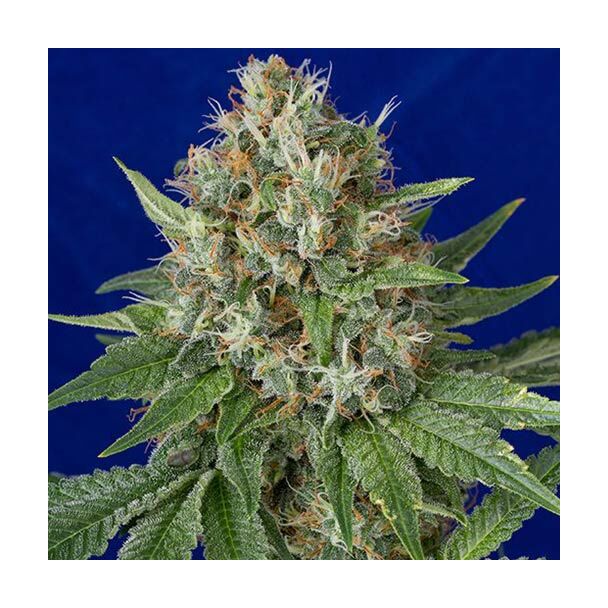 Og Kush