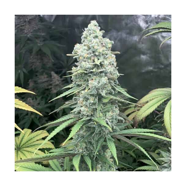Purple Queen Feminizada