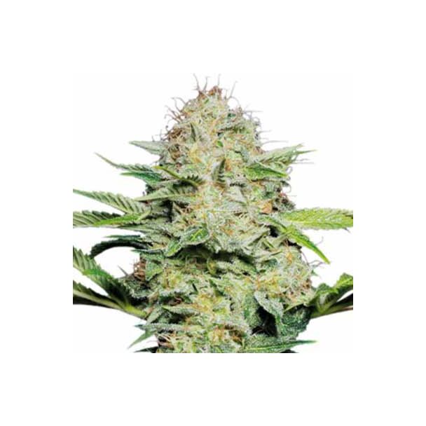 Skunk Automatic