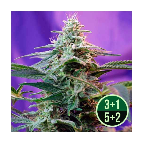 Sweet Special Auto 