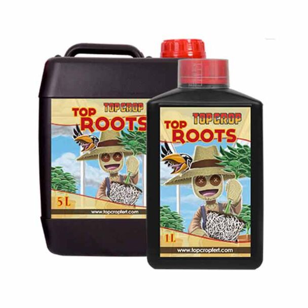 Top Roots