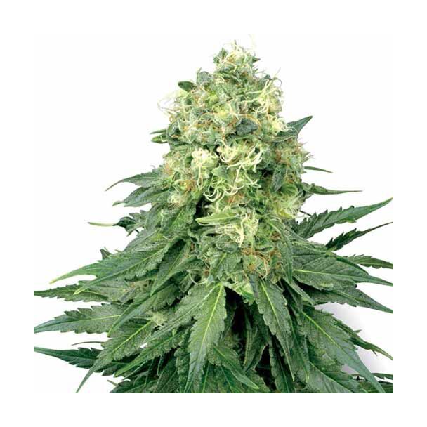 White Widow