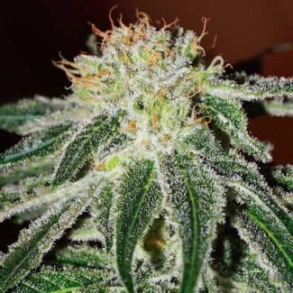 Graines Black Russian Delicious Seeds