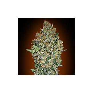 Graines Cheese Berry 00 Seeds feminisées