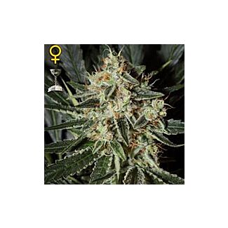 Cheese  Green House Seeds