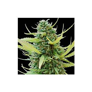 Graines Colombian Gold feminisées World of Seeds