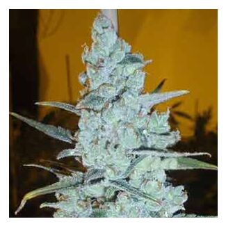 Critical Jack Herer feminized Delicious Seeds