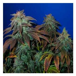 Graines Heavy Duty Fruity TH Seeds regulieres