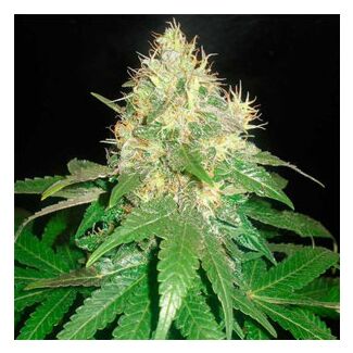 Northern Light Blue feminized Delicious Seeds