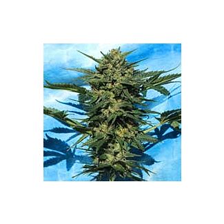 Auto White Russian seeds Serious Seeds