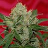 Agent orange