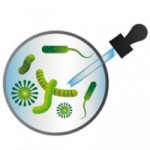 Beneficial bacteria for growth and flowering by Agrobacterias