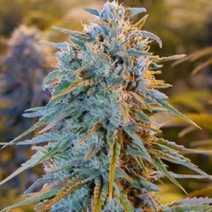 blue dream cannabis seeds