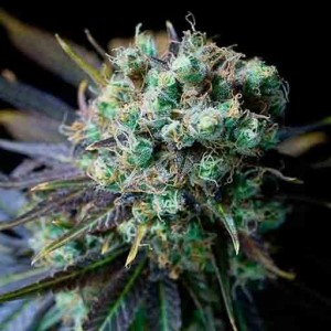 cbd dinamed cannabis seeds