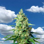 Cannabis seeds for outdoor growing 2018