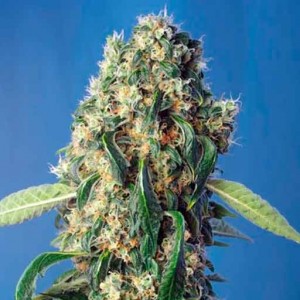 sweet pure cbd cannabis seeds