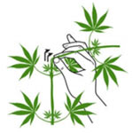 super-cropping-cannabis.jpg